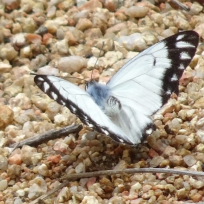 Belenois java (Caper White) at Sth Tablelands Ecosystem Park - 20 Oct 2016 by galah681