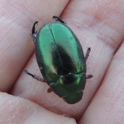 Repsimus manicatus montanus (Green nail beetle) at Pine Island to Point Hut - 31 Mar 2015 by michaelb