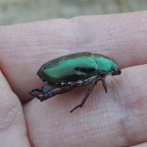 Repsimus manicatus montanus at Bonython, ACT - 31 Mar 2015 06:45 PM