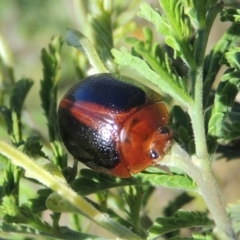 Dicranosterna immaculata (Acacia leaf beetle) at Paddys River, ACT - 15 Nov 2015 by michaelb