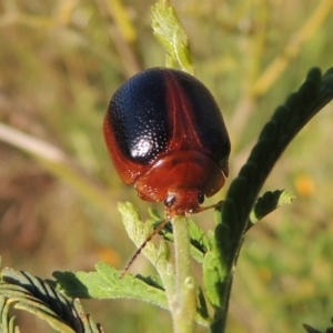 Dicranosterna immaculata at Paddys River, ACT - 15 Nov 2015 06:32 PM