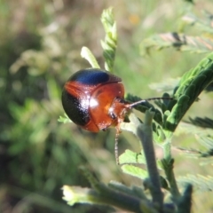 Dicranosterna immaculata at Paddys River, ACT - 15 Nov 2015 06:32 PM