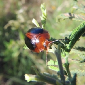 Dicranosterna immaculata at Paddys River, ACT - 15 Nov 2015