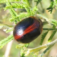 Dicranosterna immaculata at Paddys River, ACT - 15 Nov 2015