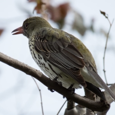 Oriolus sagittatus (Olive-backed Oriole) at Wallaroo, NSW - 20 Oct 2016 by CedricBear