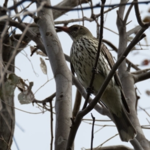 Oriolus sagittatus at Wallaroo, NSW - 21 Oct 2016 09:22 AM