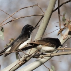 Rhipidura leucophrys (Willie Wagtail) at Wallaroo, NSW - 21 Oct 2016 by CedricBear