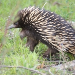 Tachyglossus aculeatus (Short-beaked Echidna) at Isaacs, ACT - 16 Oct 2016 by roymcd