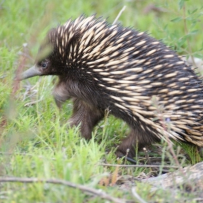Tachyglossus aculeatus (Short-beaked Echidna) at Isaacs Ridge and Nearby - 16 Oct 2016 by roymcd