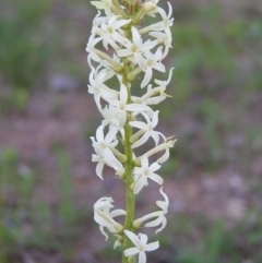 Stackhousia monogyna (Creamy Candles) at Mount Taylor - 18 Sep 2009 by MatthewFrawley