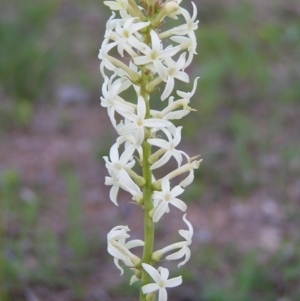 Stackhousia monogyna at Kambah, ACT - 19 Sep 2009