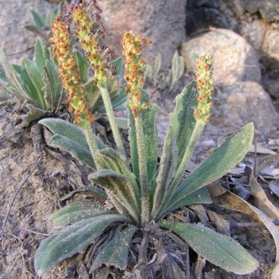 Plantago varia (Native Plaintain) at Kambah, ACT - 11 Sep 2009 by MatthewFrawley