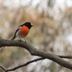 Petroica boodang (Scarlet Robin) at Sutton, NSW - 21 Oct 2016 by CedricBear