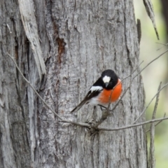 Petroica boodang at Sutton, NSW - 21 Oct 2016