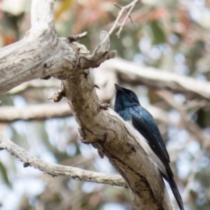 Myiagra cyanoleuca at Sutton, NSW - 21 Oct 2016