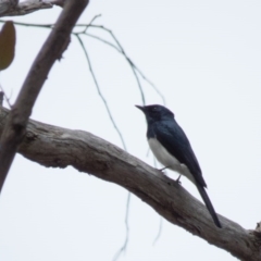 Myiagra cyanoleuca at Sutton, NSW - 21 Oct 2016 12:09 PM