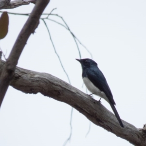 Myiagra cyanoleuca at Sutton, NSW - 21 Oct 2016