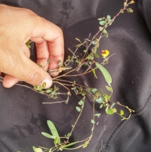 Bossiaea prostrata at Mitchell, ACT - 21 Oct 2016