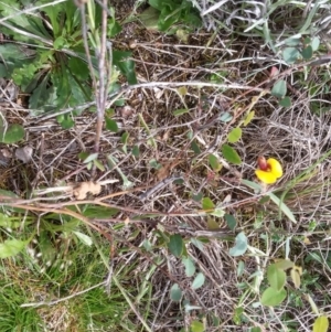 Bossiaea prostrata at Mitchell, ACT - 21 Oct 2016