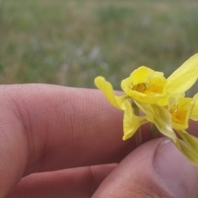 Diuris chryseopsis (Golden Moth) at Crace Grasslands - 21 Oct 2016 by NickWilson