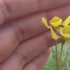 Diuris chryseopsis at Mitchell, ACT - 21 Oct 2016