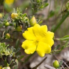 Hibbertia obtusifolia (Grey Guinea-flower) at Murrumbateman, NSW - 21 Oct 2016 by SallyandPeter