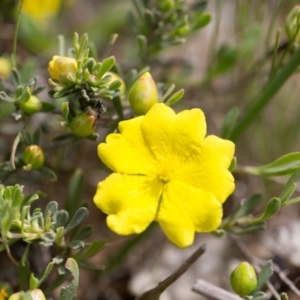 Hibbertia obtusifolia at Murrumbateman, NSW - 21 Oct 2016