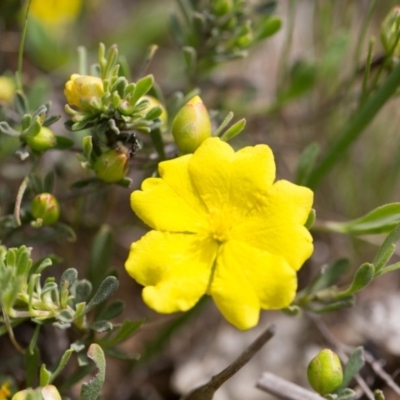 Hibbertia obtusifolia (Grey Guinea-flower) at Murrumbateman, NSW - 20 Oct 2016 by SallyandPeter