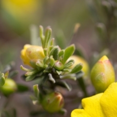 Hibbertia obtusifolia at Murrumbateman, NSW - 21 Oct 2016