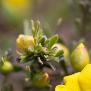 Hibbertia obtusifolia at Murrumbateman, NSW - 21 Oct 2016