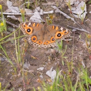 Junonia villida at Murrumbateman, NSW - 21 Oct 2016