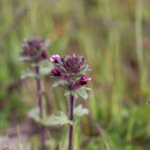 Parentucellia latifolia at Murrumbateman, NSW - 21 Oct 2016