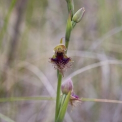 Calochilus platychilus (Purple Beard Orchid) at Acton, ACT - 21 Oct 2016 by JudithRoach