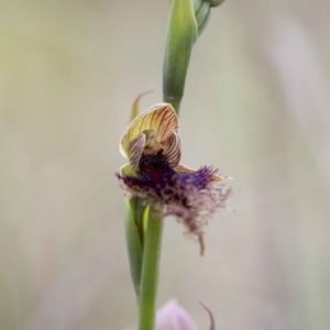 Calochilus platychilus at Acton, ACT - suppressed