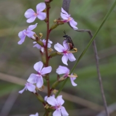 Stylidium graminifolium (grass triggerplant) at Acton, ACT - 21 Oct 2016 by JudithRoach