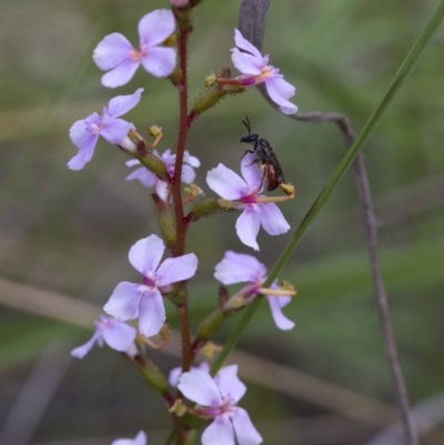 Stylidium graminifolium (grass triggerplant) at Acton, ACT - 21 Oct 2016 by JudithRoach