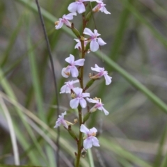 Stylidium graminifolium at Acton, ACT - 21 Oct 2016 01:25 PM