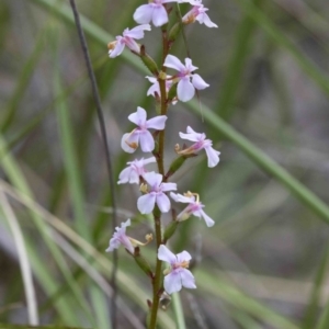 Stylidium graminifolium at Acton, ACT - 21 Oct 2016 01:25 PM