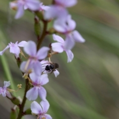 Stylidium graminifolium at Acton, ACT - 21 Oct 2016 01:25 PM