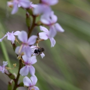 Stylidium graminifolium at Acton, ACT - 21 Oct 2016 01:25 PM