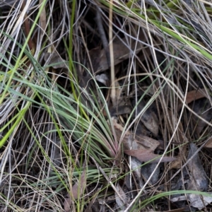 Stylidium graminifolium at Acton, ACT - 21 Oct 2016