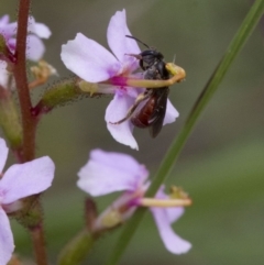 Stylidium graminifolium at Acton, ACT - 21 Oct 2016