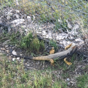 Pogona barbata at Gungahlin, ACT - 21 Oct 2016