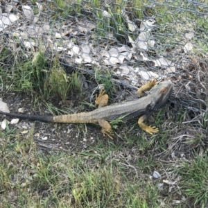 Pogona barbata at Gungahlin, ACT - 21 Oct 2016