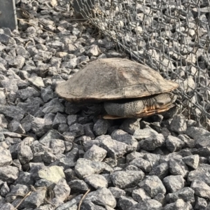 Chelodina longicollis at Gungahlin, ACT - 21 Oct 2016 05:38 PM