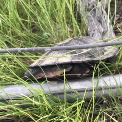 Chelodina longicollis (Eastern Long-necked Turtle) at Gungahlin, ACT - 21 Oct 2016 by lhowell