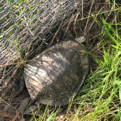 Chelodina longicollis (Eastern Long-necked Turtle) at Mulligans Flat - 21 Oct 2016 by lhowell