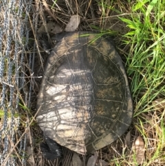 Chelodina longicollis at Gungahlin, ACT - 21 Oct 2016