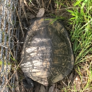 Chelodina longicollis at Gungahlin, ACT - 21 Oct 2016