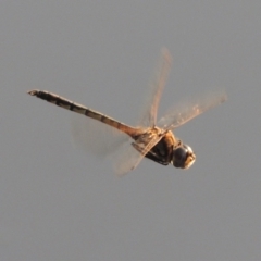 Hemicordulia tau (Tau Emerald) at Bonython, ACT - 25 Oct 2015 by michaelb